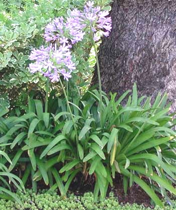 Agapanthus - Agapanto - Agapanthaceae - Como curar y cultivar las plantas  de Agapanthus
