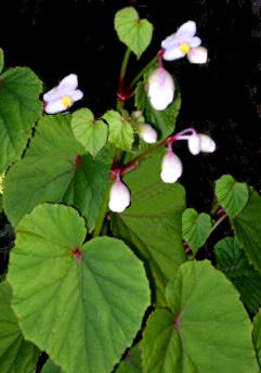 Begonia - Begoniaceae - Como curar y cultivar las plantas de Begonia