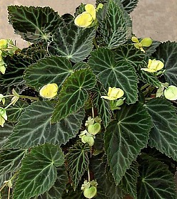 Begonia - Begoniaceae - Como curar y cultivar las plantas de Begonia