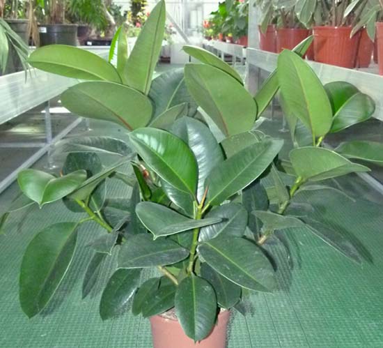 Ficus - Informacion sobre la planta - Propiedades y cultivo