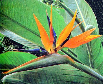 Strelitzia o Flor de pájaro o ave del Paraíso - Informacion sobre la planta  - Propiedades y cultivo