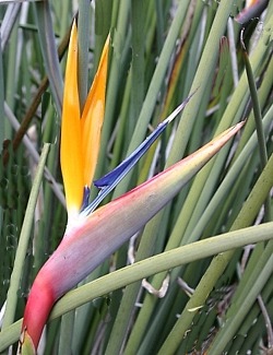 Strelitzia o Flor de pájaro o ave del Paraíso - Informacion sobre la planta  - Propiedades y cultivo