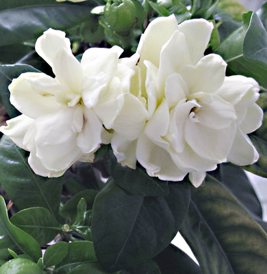 Gardenia - Informacion sobre la planta - Propiedades y cultivo