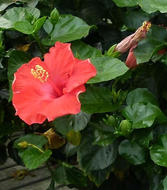 Hibiscus - Malvaceae - Como curar y cultivar las plantas de Hibisco