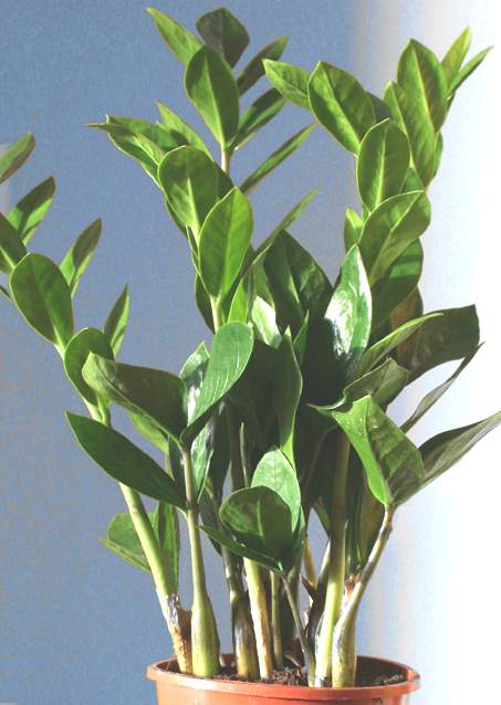 Millionaria planta ornamental - Zona Garden