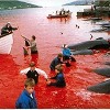 La ferocidad del hombre: la matanza de los cetáceos en Dinamarca en las islas Feroe