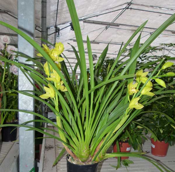 Cymbidium, Orquídea: Técnicas de cultivo y principales especies orquídea  Cymbidium