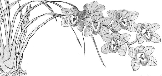 Cymbidium, Orquídea: Técnicas de cultivo y principales especies orquídea  Cymbidium
