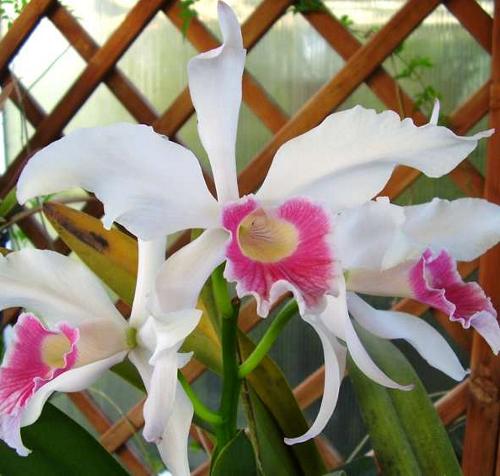Orquídea Laelia