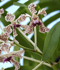 Vanda: Técnicas de cultivo y principales especies orquídea Vanda