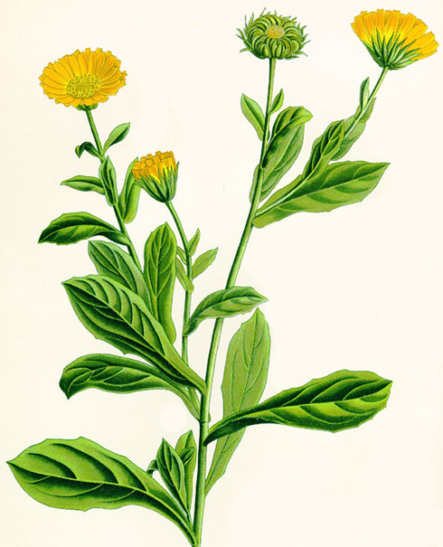 Calendula - Planta medicinal