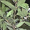 Laurel - Uso medicinal de la planta