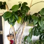 Problemi Ficus elastica di 51 anni