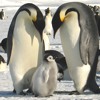Pinguino imperatore, Aptenodytes forsteri