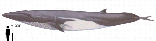 Balenottera comune, Balaenoptera physalus
