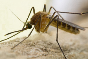 Zanzara comune, specie Culex pipiens