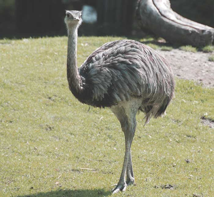 Emù, dromaius novaehollandiae, vita e abitudini