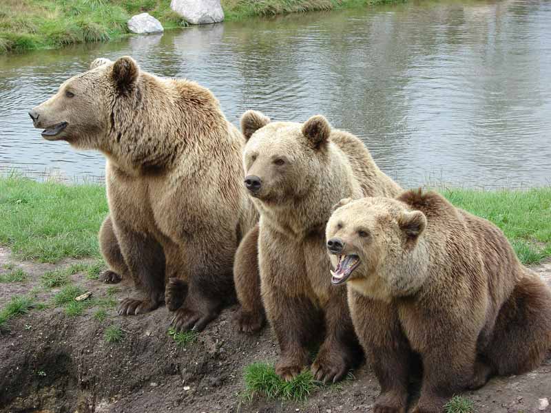 Orso bruno, Grizzly, Ursus arctos, famiglia Ursidae