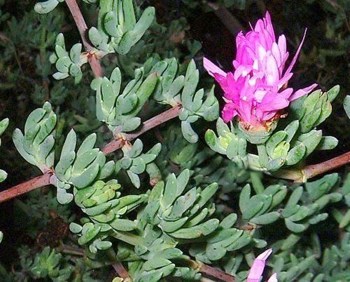 Lampranthus - Aizoaceae - Come curare e coltivare le piante di Lampranthus