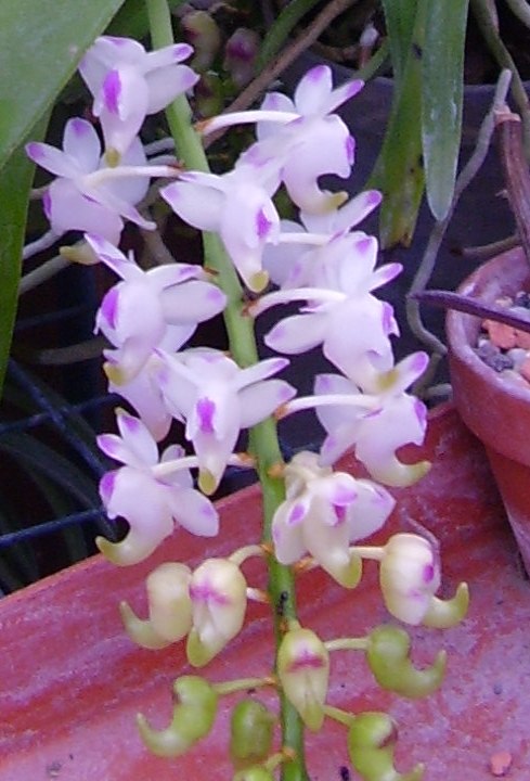 Aerides odoratum, orchidea