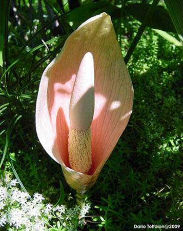 Amorphophallus, foto piante