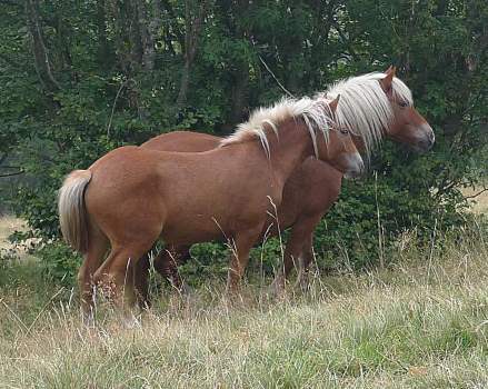 Cavalli del Bisbino, razza aveglinese o haflinger
