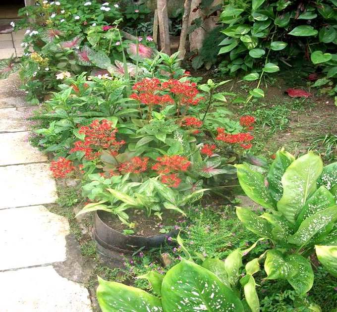 Fotografia del giardino di Magdalena Céspedes a Cuba