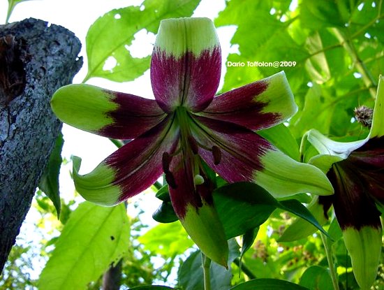 Lilium, famiglia Liliaceae