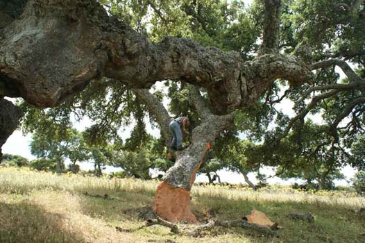Fotografie natura ed ambiente - Piante - Quercus suber - Quercia da sughero