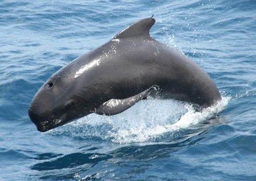 I globicefali, noti come delfini balena
