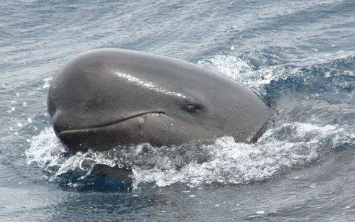 I globicefali, noti come delfini balena