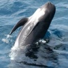 I globicefali noti come delfini balena