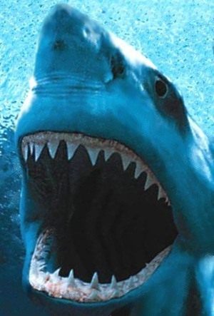 Denti di uno squalo