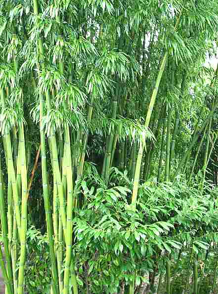 Bambù, significato della pianta