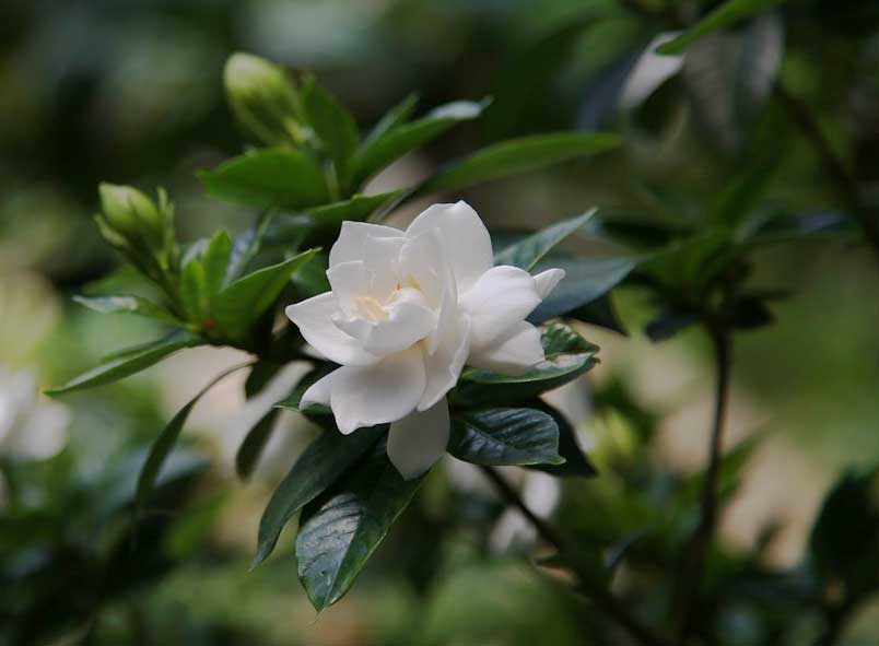 gardenia, significato della pianta