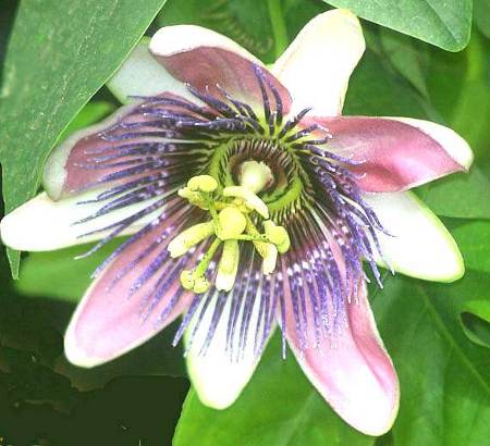 passiflora, significato della pianta