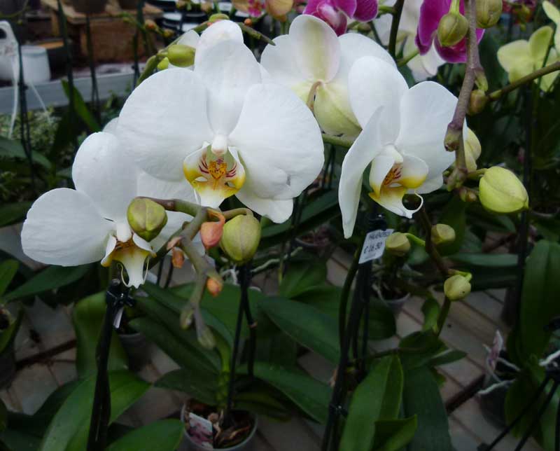 Perchè le orchidee durano tanto fiorite anche come fiore reciso?