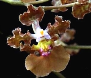 orchidea oncidium luridum