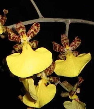 orchidea oncidium splendidum