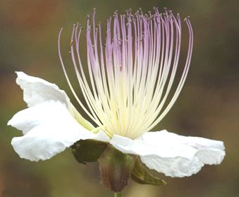 Fiore della pianta del cappero