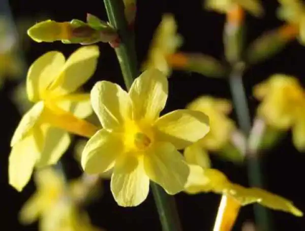 Gelsomino, pianta rampicante con fiori