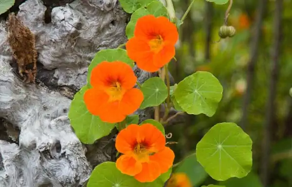 tropaeolum, pianta rampicante con fiori
