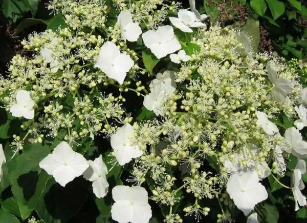 Ortensia rampicante, pianta rampicante con fiori