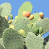 Da dove deriva il termine cactus riferito alle piante grasse 