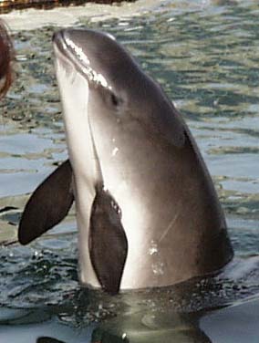 Stragi dei delfini in Giappone